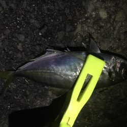 アジ釣り